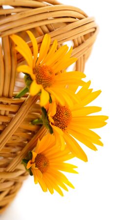 Yellow flower Rudbeckia, (mini sunflower) in basket isolated on white background.の写真素材