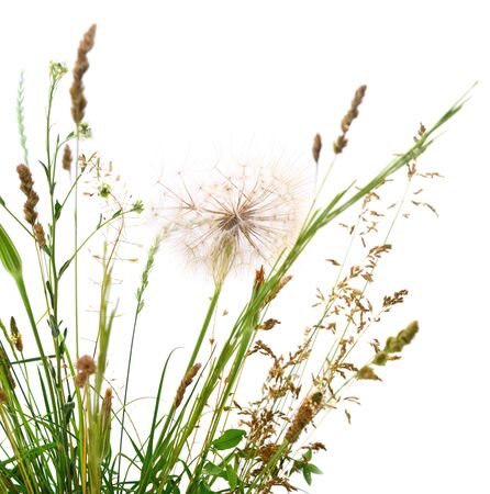  A bunch of grass isolated on white background.の写真素材
