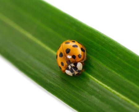 Small ladybird isolated on a white background.の写真素材
