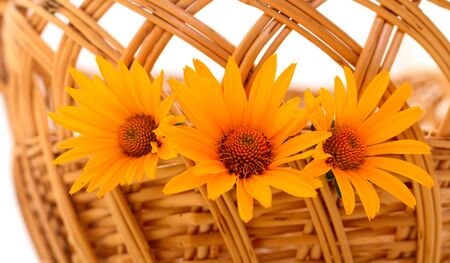 Yellow flower Rudbeckia, (mini sunflower) in basket isolated on white background.の写真素材
