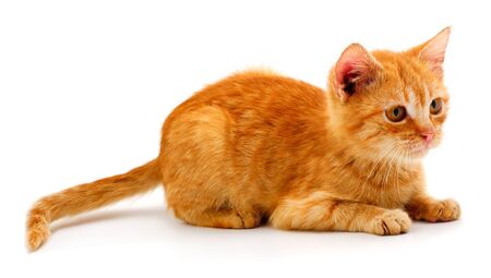 Small red kitten on a white background.の写真素材