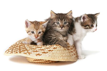 Kittens in a hat. Three adorable kittens sitting in a hat isoalated on white.の写真素材