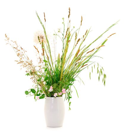  A bunch of grass isolated on white background.の写真素材