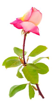 Pink rose flower on branch and leaf isolated on white background.の写真素材
