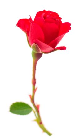 Red beautiful rose isolated on white background.の写真素材