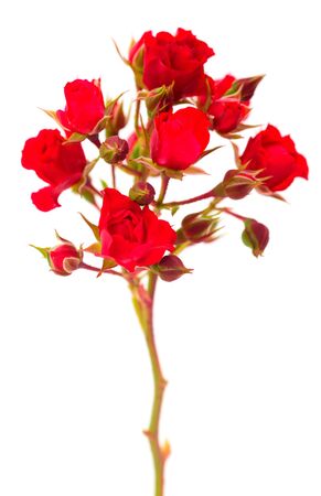 Red beautiful roses isolated on white background.の写真素材