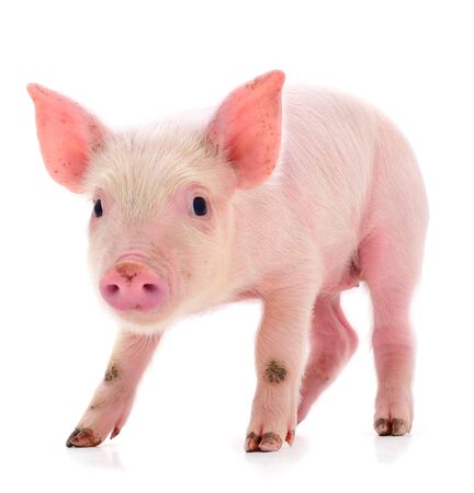 Small pink pig who is isolated on white background.の写真素材