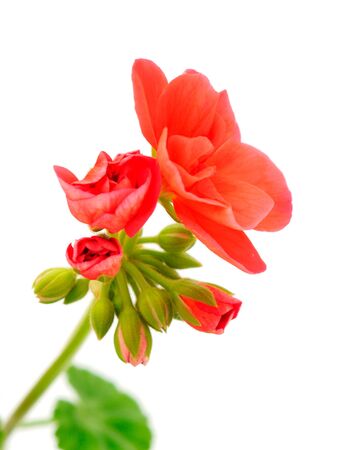 Beautiful geranium flower isolated on a white background.の写真素材