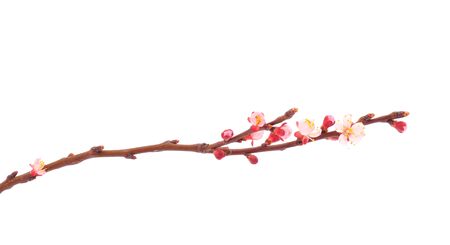 Flowering branch of apricot on white background.の写真素材