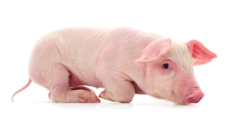 Small pink pig who is isolated on white background.の写真素材