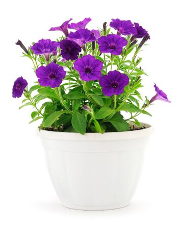 Bouquet of flowers sulfinia in a pot isolated on a white background. の写真素材