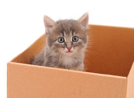 Little cat in cardboard box on white background.の写真素材