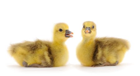Two little gosling isolated on white background. 