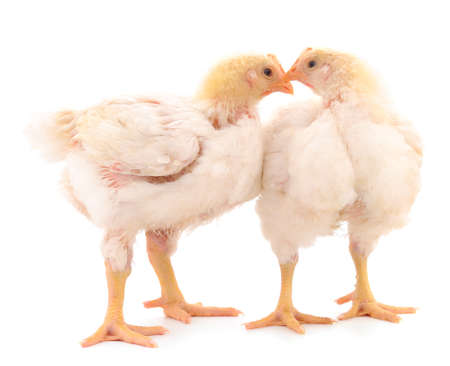 Two chicken or young broiler chickens on isolated white background.の写真素材