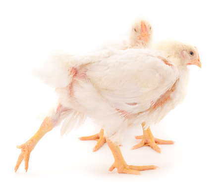 Two chicken or young broiler chickens on isolated white background.の写真素材