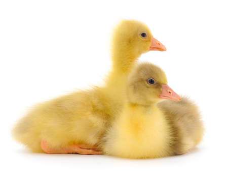 Two little gosling isolated on white background. の写真素材
