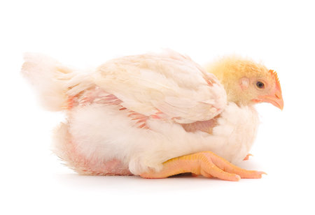 One chicken or young broiler chickens on isolated white background.の写真素材