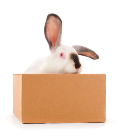 White rabbit in box isolated on a white background.の写真素材