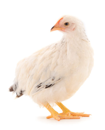 Young white hen isolated on white background.