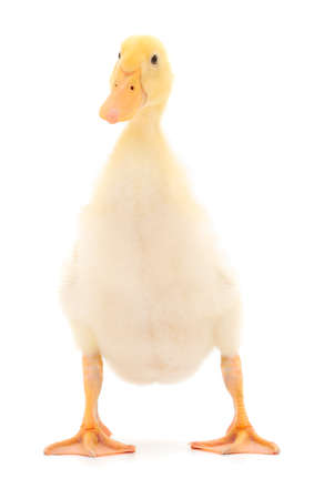 Young cute duckling isolated on white background.の写真素材