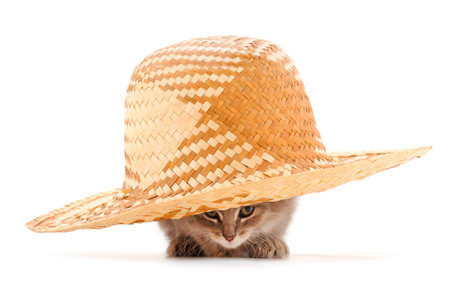 Kitten in a hat. One adorable kitten sitting in hat isolated on white.の写真素材