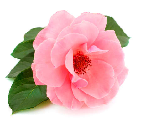 Pink rose flower on branch and leaf isolated on white background.の写真素材