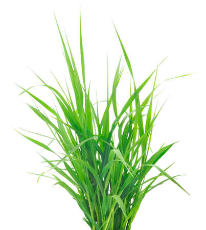 Bunch of fresh green grass isolated on white background.の写真素材
