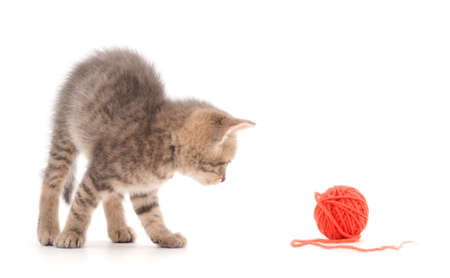 Little kitten playing with a ball of yarn isolated on white background.の写真素材