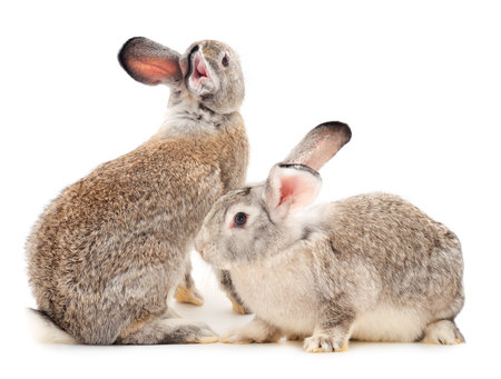 Gray rabbits isolated on a white background.