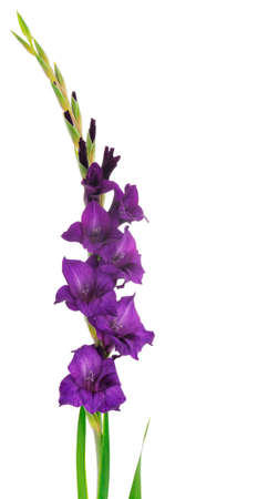 Beautiful purple gladiolus flower isolated on white background.Blank of congratulatory card.の写真素材