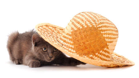Kitten in a hat isoalated on white.の写真素材
