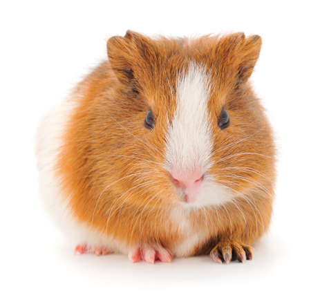 Guinea pig isolated on white background. Funny, guineapig.の写真素材