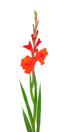 Beautiful red gladiolus flower isolated on white background.Blank of congratulatory card.の写真素材