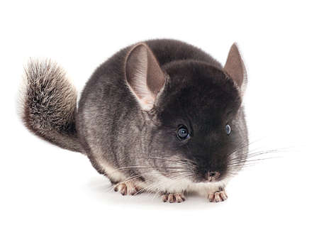 Little gray chinchilla isolated on white background.の写真素材