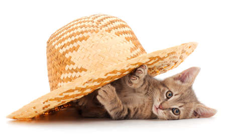 Kitten in a hat. One adorable kitten sitting in a hat isoalated on white.の写真素材