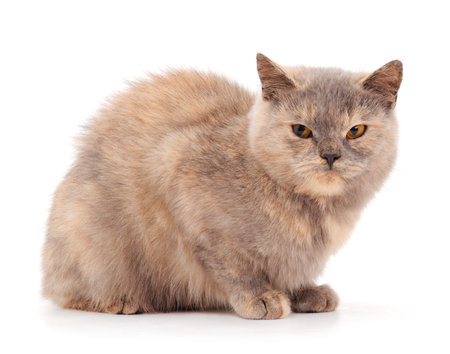 Beautiful brown house cat on a white background.