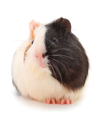 Guinea pig isolated on white background. Funny, guineapig.の写真素材