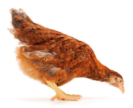 Young brown hen isolated on white background.の写真素材