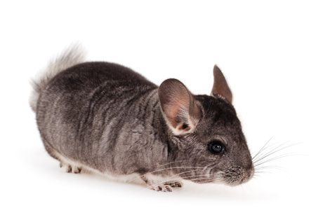 Little gray chinchilla isolated on white background.の写真素材