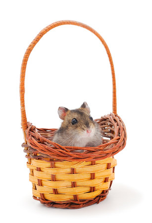 Dwarf gray hamster in basket isolated on white background.の写真素材