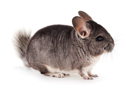 Little gray chinchilla isolated on white background.の写真素材
