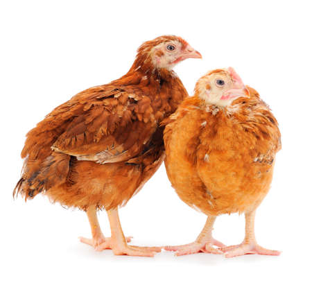 Young brown hens isolated on white background.の写真素材