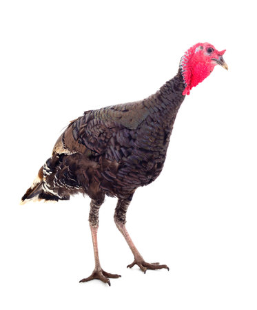 Young turkey bird isolated on white background.の写真素材
