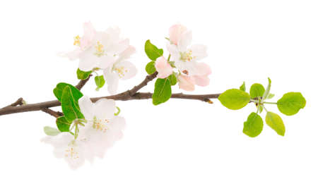 Flowering branch of apples on white background.の写真素材