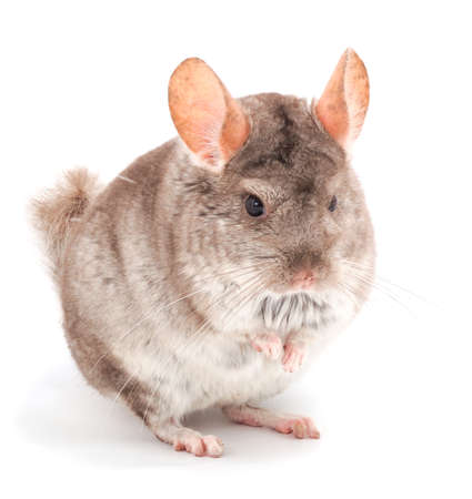 Little gray chinchilla isolated on white background.の写真素材