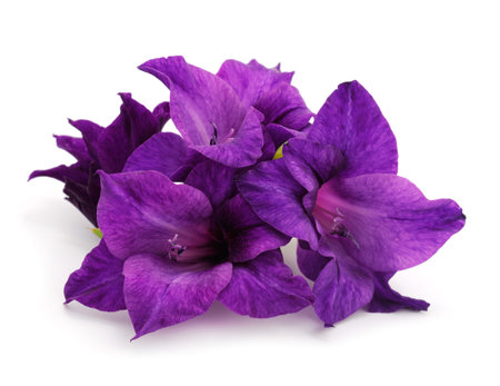 Beautiful gladiolus flowers isolated on white background.Blank of congratulatory card.の写真素材