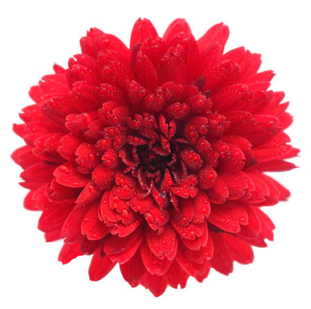 Autumn beautiful colorful flower of chrysanthemum isolated on white background.の写真素材