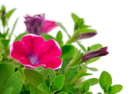 Bouquet of flowers sulfinia in a pot isolated on a white background.の写真素材