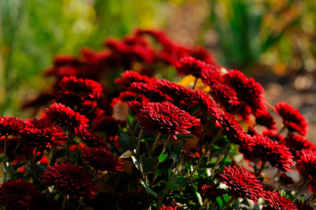 Autumn beautiful colorful flowers of chrysanthemum, background.