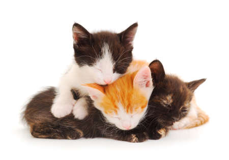 Three baby kittens in front isolated on white background.の写真素材